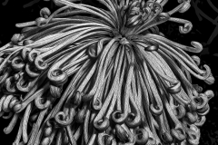 111.-Guthertz-Ballerina-copy-2