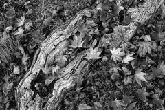 Dunne-Log-and-leaves