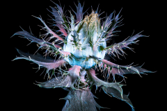 Gordon-Ultraviolet-Thistle