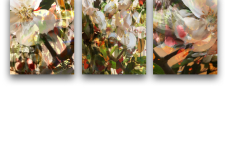 Gubbay-Siesta-Light-triptyc