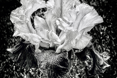 Landau-IrisSOLO_BW