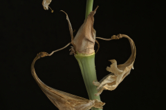 Nighswander-Amaryllis-series-41-S
