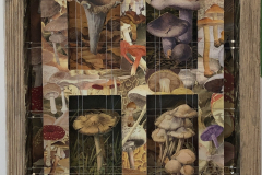 Schott-Funghi-Fantasy