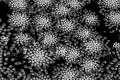 Guthertz-Floating-Stars- Guthertz-Floating-Stars-