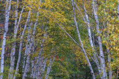 Hulnick-white-Birches Hulnick-white-Birches