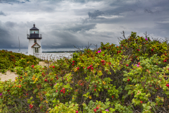 Krebs-Massachusetts-Beach-Plum Krebs-Massachusetts-Beach-Plum