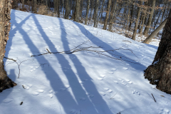 Lang-Shadows-3