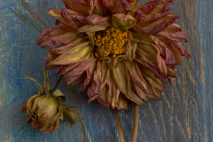 Nighswander-Orange-Chrysanthemum-21