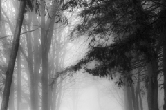 Silberman-Heading-home