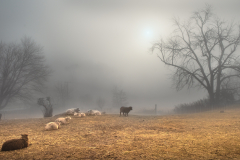 Tango-Morning-Glow